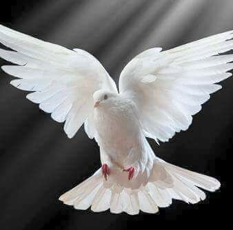 20954090_1792382594386956_6406504992877048515_n